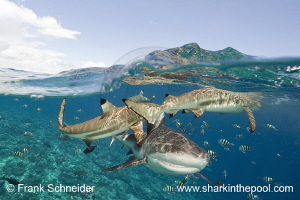 half-and-half photo (split shot) of reef sharks; Nikon D3... by Frank Schneider 